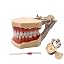 32 removable teeth