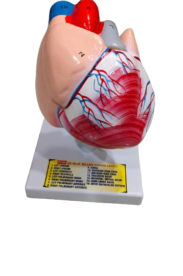 Human Heart 2 Parts On Stand Brand OM Labs-image-43