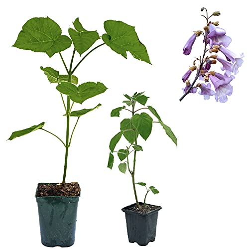 Blauglockenbaum Paulownia SHANDONG schnellwachsend - auch bekannt als Kiri-Baum, Kaiserbaum mit blauvioletten & glockenförmigen Blüten als Wertholz & Schattenbaum (1x 2-3-Liter-Topf)