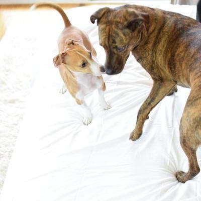 Miniatura 7 de Sheets & Giggles Funda de edredón 100% lyocell eucalipto, suave, fresca y acogedora con lazos y botones fáciles de acelerar, alternativa al plumón y