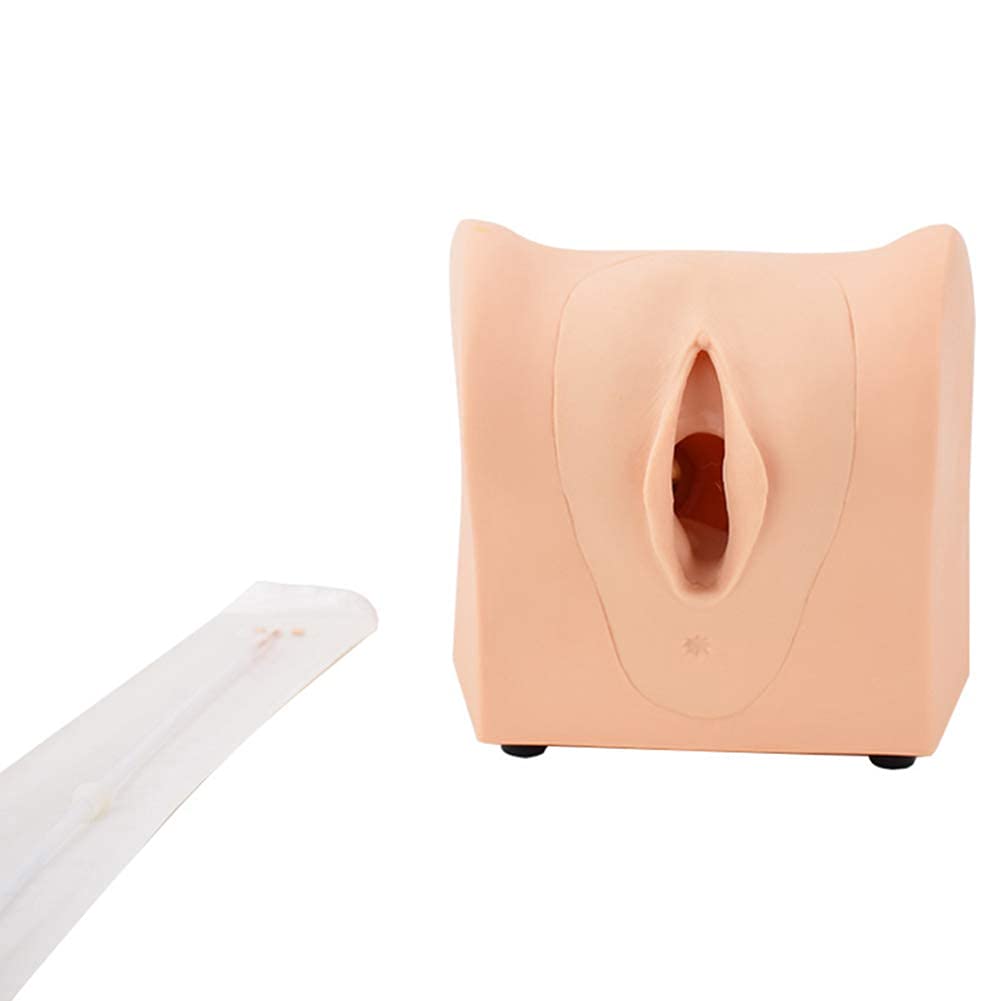 Modello anatomico Modello genitale del Modello di contraccezione Femminile Oriente di Orientamento della Famiglia Pianificazione del Corpo Umano Supporta la Formazione di educazione Medica