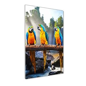 Tulup – Schilderij op gehard glas- 50×100 – Schilderij Muurdecoratie – Wanddecor Kunstdruk – Modern Decoratief Beeld Gedrukt – Decoratie Poster Foto Afbeelding – Macaw papegaaien