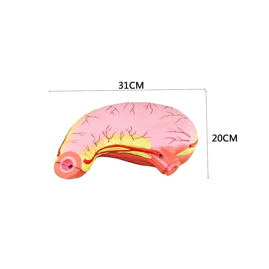 Model anatomiczny żołądka-model anatomiczny narządów ludzkich 1:1, materiał PVC naukowa anatomia człowieka-do wyświetlania badań biologicznych, medyczna pomoc edukacyjna