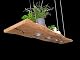 LED Pendelleuchte Friesenlicht Tako Esstischlampe GU10 aus Wildeiche