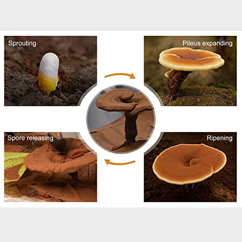 Ganoherb Maca Energy Coffee And Reishi Mushroom Spore Oil #TOP5