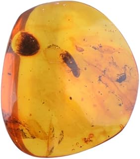 Baltic Amber fossil with Stenagostus rufus and Fly Insect - Natural stones 2.7g, ys/m, Stone, Amber