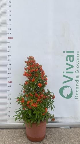 PIANTA DI PIRACANTA A PIRAMIDE ALTEZZA 60/80 CM (FOTO REALI) PYRACANTHA IN VASO