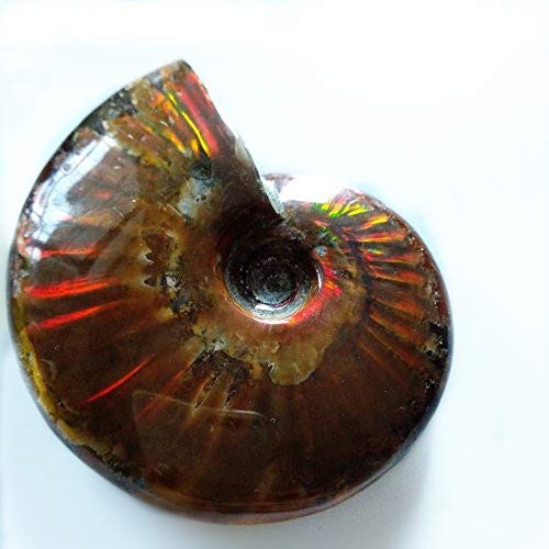 Ammonite fossil Rainbow Cleoniceras Iridesce Ammonite fossil ammolite fossils specimens Madagascar