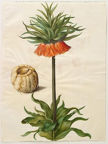 Poster image impression sur toile Fritillaire impériale peinture moderne salon 60x90cm