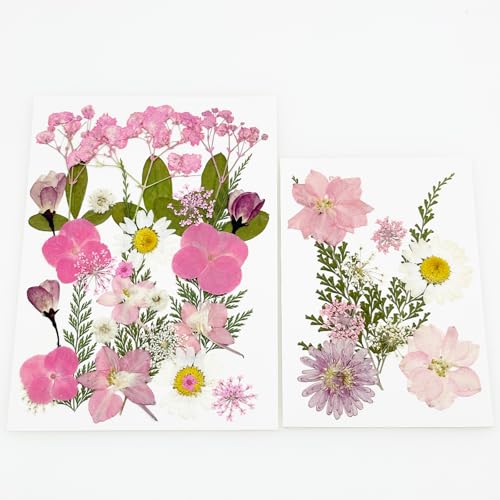 Cayway 40 flores secas prensadas naturales para manualidades miniatura 4