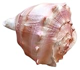 Conchiglie, conchiglie grandi, conchiglie di strombo, decorazioni for feste a tema spiaggia, matrimoni, casa, fai da te, artigianato, acquario, D(D)