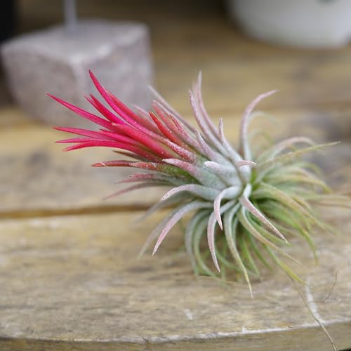 エアプランツ チランジア エアープランツ (フエゴ)