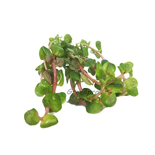 Greenpro 3 Bundle Of Rotala Indica Rotundifolia Freshwater Live Aquarium Plant For Aquatic Fish Tank #TOP1