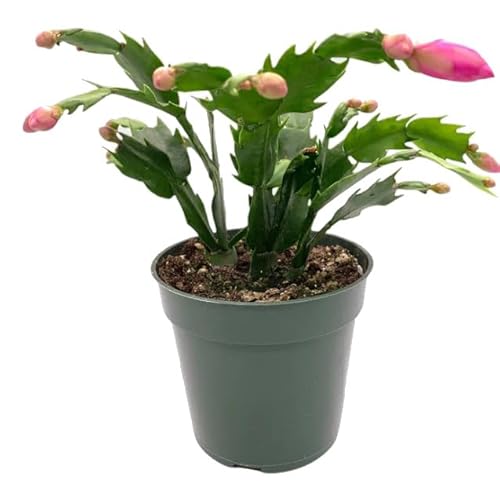 Cactus de Pasqua Natural Planta Navideña Fácil de Cuidar