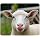Gaming Mouse Pad Animal Funny Sheep Portrait of Showing Tongue Lamb Livestock Face Farm Non-Slip Rubber Mouse Pad for Computers, Laptop, Office, Home Rectangle Mousepad 9.5 Inch x 7.9 Inch