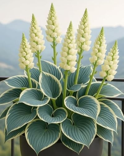 Hosta bulbos ornamentales – Perfectos para crear jardines verdes y equilibrados-A-15bulbos