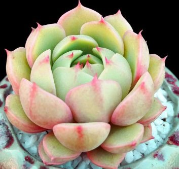 Live Succulent Plant Mini Succulents (Echeveria ¡Ben Badis¡¯) Live Succulent Plant Mini Succulents (Echeveria ¡Ben Badis¡¯)