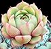 Live Succulent Plant Mini Succulents (Echeveria ¡Ben Badis¡¯)