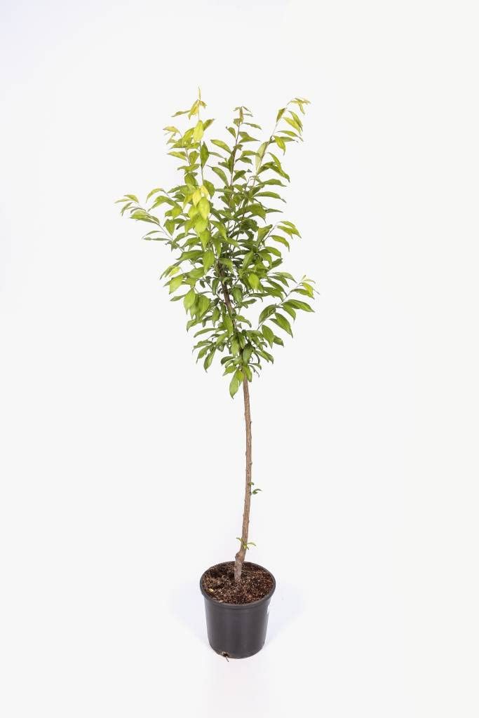 Ciruelo Rojo - Maceta 26cm. - Altura aprox. 1'20m. - Planta viva - (Envíos sólo a Península)