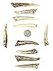 Natural Dakota Deer Antler Crafting Points (Jewelry, Home Décor, Crafts) (1"-3" with Drilled Hole) #2