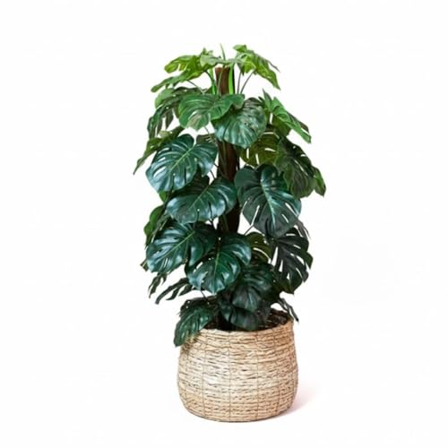 Monstera Plant Live, Rare Tropical Monstera Well Rooted,
