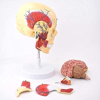 Anatomical Model Skull, Human Skull Model with Masticatory Muscles, 5-Part Plastic Skull Cast from Real Human Skull Shows Range of Motion of Jaw for Medical Teaching