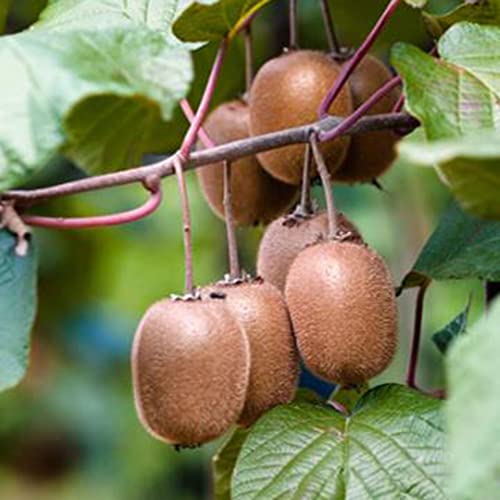 Fruit Seeds For Planting Rare Golden Kiwi Fruit Seeds 10 Pcs Non-Gmo Organic Delicious Yellow Kiwi Seed Easy Grow Nutritious Fruits Seeds #TOP3