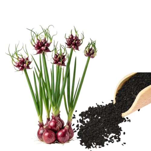 50 Egyptian Walking Onion Seeds for Planting Not Bulbils Perennial Egyptian Walking Onions for Indoor Outdoor Garden