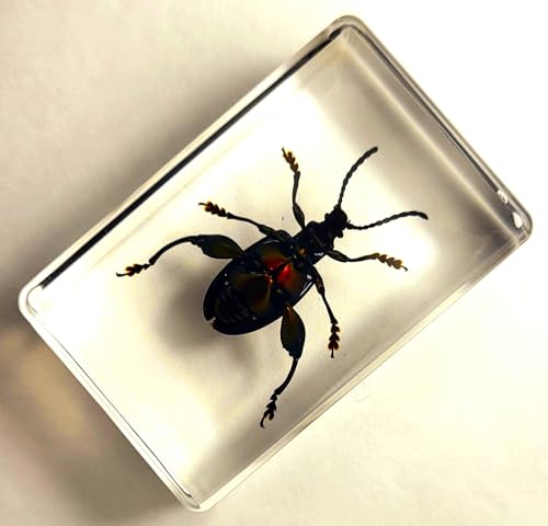Image of 44mm Real Jewel Frog Beetle in Crystal Clear Lucite Resin Specimen Preserved Sagra Buqueti Insect Taxidermy Collection for Biology Science Education & Desk Ornament Display Supplies