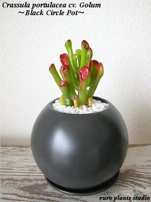 Amazon Crassula Ovata Gollam Perfect Circle Black 宇宙の木 クラッスラ ゴーラム パーフェクトサークル ブラック インテリア観葉植物 鉢植え Euro Plants Studio 人工観葉植物