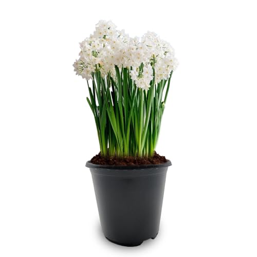 3 Paperwhites Narcissus Bulbs with Plastic Pot and Potting C