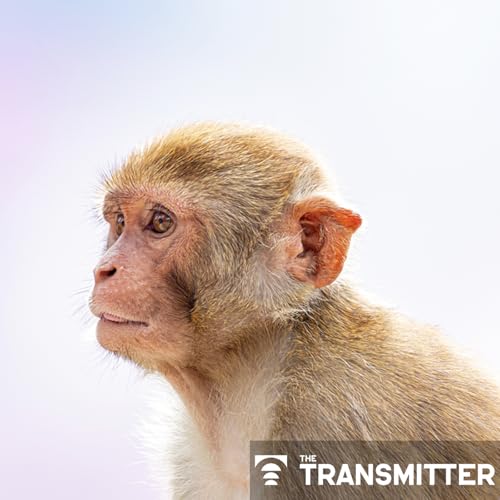 Oregon primate research center to negotiate with NIH on possible transition to sanctuary