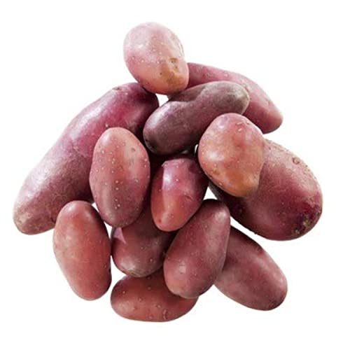 POMME DE TERRE VAPEUR - Le filet de 2.5kg