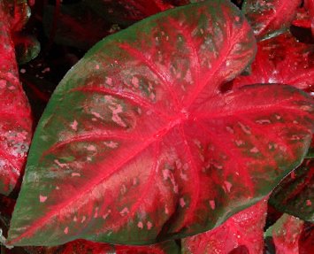 Seeds*Bulbs*Plants*&More Red Flash Caladium Bulbs