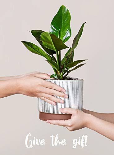 Image of LE TAUCI Ceramic Pots for Plants, 8+6.7+5.5 Inch Plant Pots Indoor, Flower Pot with Drainage Holes, Medium Cylinder Planters for Indoor House Plants, Set of 3, Reactive Glaze White