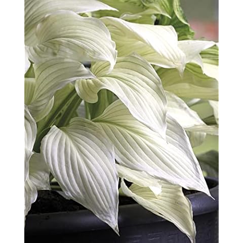 Hosta White Feather Perennial Plant in 17cm Pot Cover