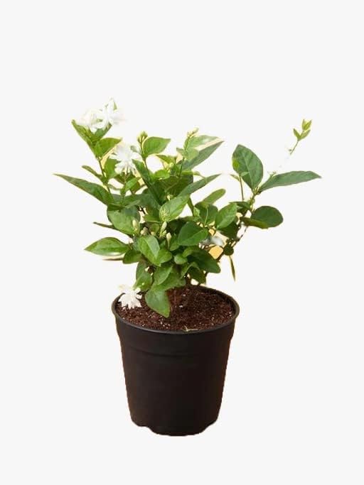 Image of Live All Time 12 months jasmine flowering plant | Mogra live Plant & Tree | Flowering Jasmine | White Flower Highly Fragrant Plant | Pack of 1 With Pot (jasmine Flower Plant)(mogra)(MOGRA PLANT)