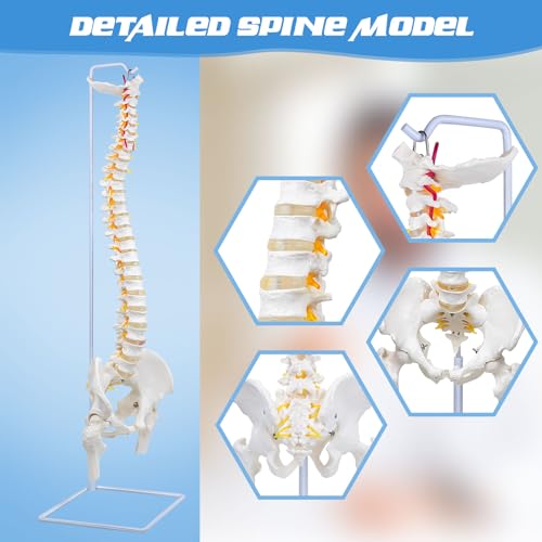 Image of Flexible Spine Model, 34.6 inch Life Size Spinal Cord Model Flexible Anatomical Spine with Vertebrae, Nerves, Arteries, Lumbar Column and Male Pelvis for Science Study or Patient Education