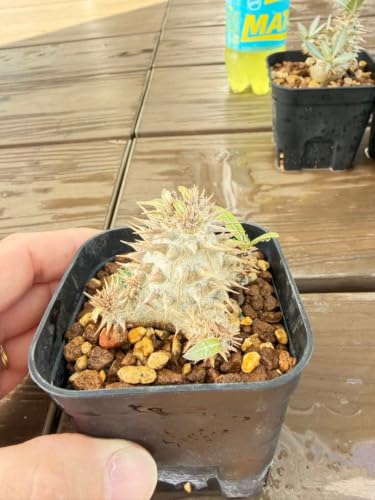 観葉植物 グラキリス パキポディウム 実生」の人気商品一覧・価格比較