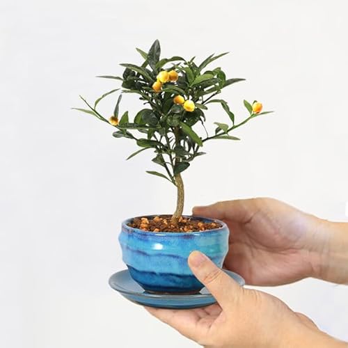 Vb~ ~j~́F񂸁ij*(ڗFό` 󂯎Mt)LY蔫A픫a_Mtgv[gɂbonsai