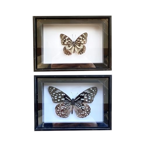 RRBMMH 2 Pcs Real Butterfly Specimen Set Black Frame Butterflies Specimen Display Tabletop Wall Art Hanging Decor (H)