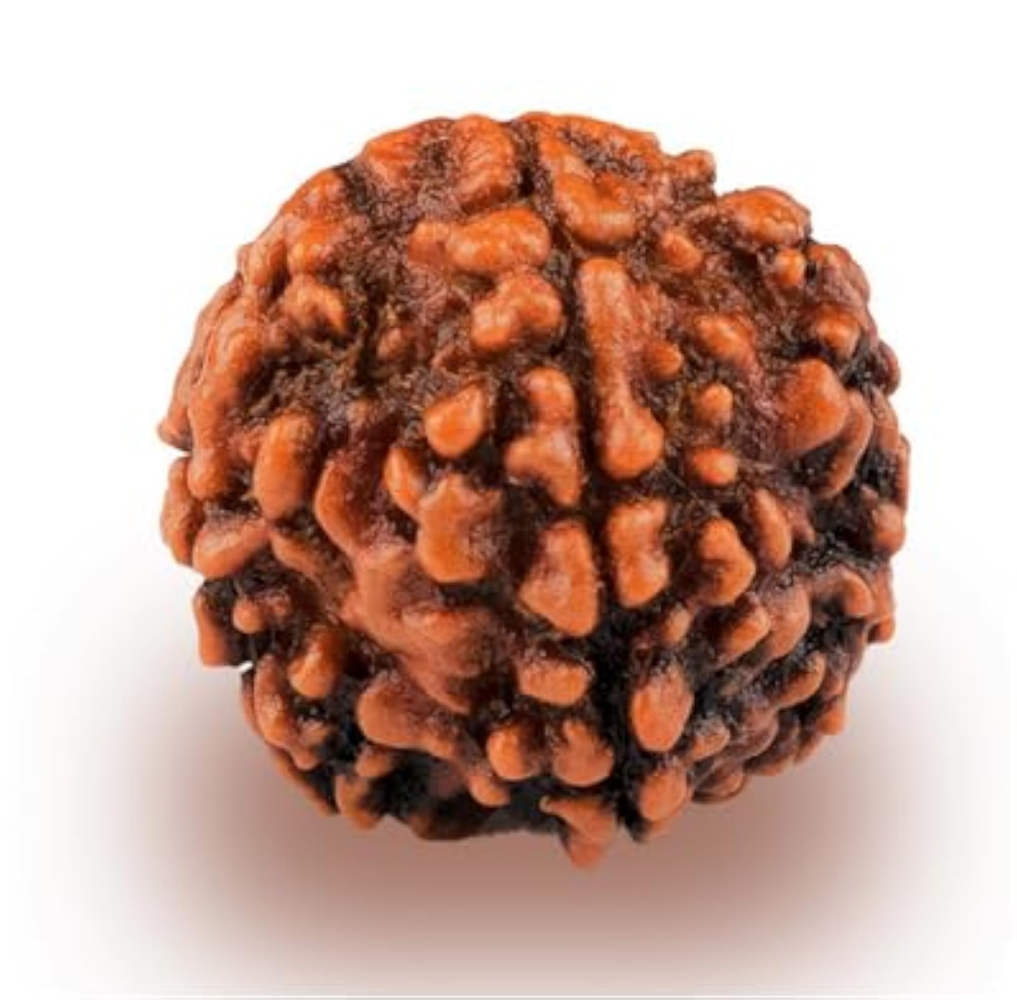 Certified Five Face Rudraksha with Capping