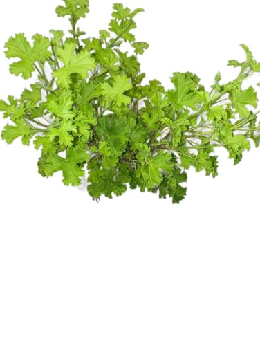 Geranio Citronela en Maceta – Planta Ideal para Espacios Abiertos y Sin Mosquitos