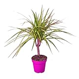 Dracaena Marginata 'Sunshine' in 4in Pot - Live Tropical Houseplant - Easy to Grow | Air Purifying | Variegated | USA Growers | The Snobby Leaf