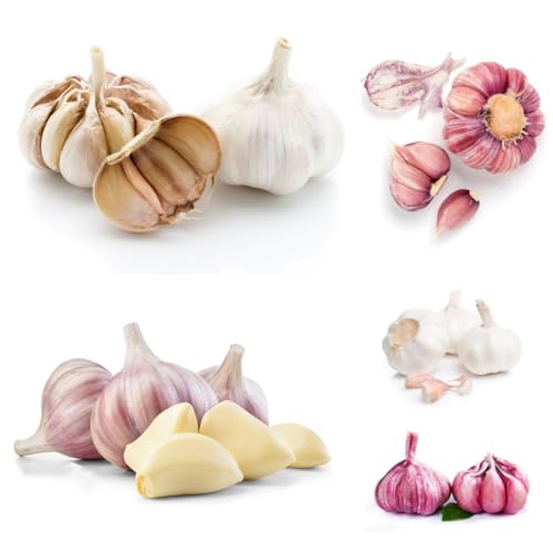 aglio elefante giardino, idroponiche esotiche l'aglio giardino da interno da tappezzanti resistenti 2pcs