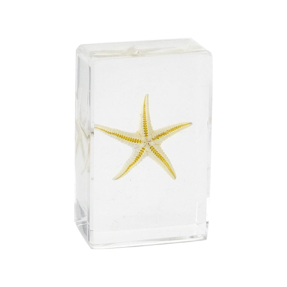 4Pcs Insect in Resin Specimen - Image 3