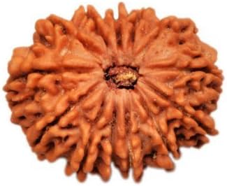 Crafts Paradise Thirteen Mukhi / 13 Mukhi / 13 Face / Thirteen Face Rudraksha Beads - Nepal