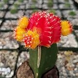 Red Yellow Bicolor Grafted Moon Cactus - Gymnocalycium mihanovichii Hibotan Cacti Cactus Succulent Real Live Plant