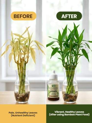 Image of Bombay Greens Liquid Bamboo Food for Plants | Growth Booster for Water Grown Plants | Essential Nutrient Plant Booster for Indoor Bamboo, Dracaena Plants - Pack of 2, 50ml Each