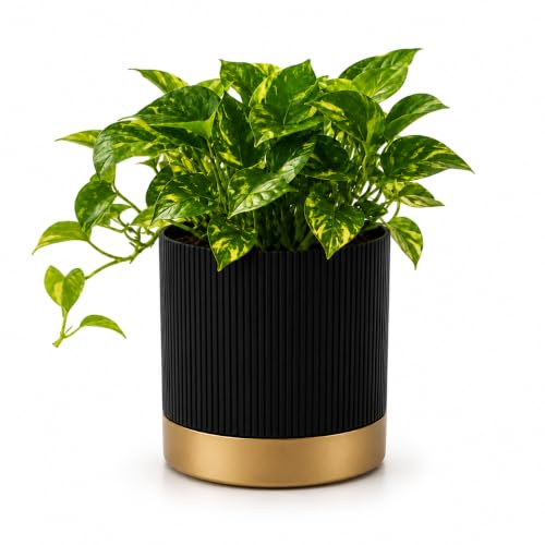 StyleX Store® 7 Inch Pack of 1 Decorative Plastic Flower Pot with Drainage Tray, Modern Ribbed Round Planter Pot for Indoor Outdoor Plants, Garden Pots for Home Balcony Office Decor, Plant Pots(Black)
